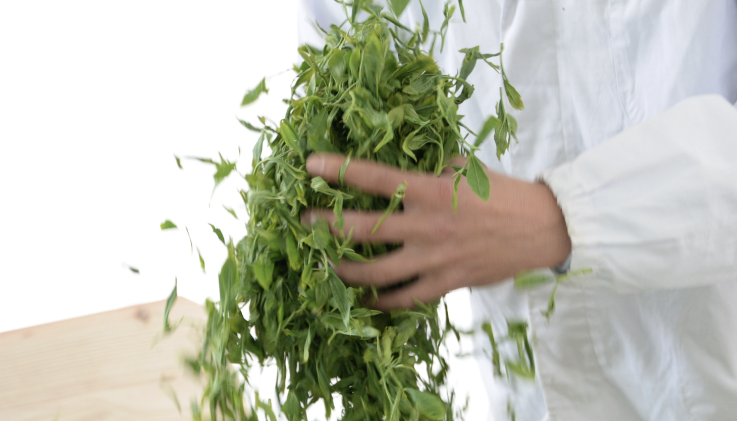 有限会社丸新柴本製茶