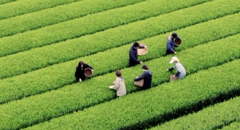 有限会社丸新柴本製茶